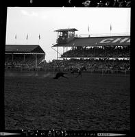 Harry Charters Steer Roping