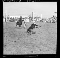 Demar Thurman Calf Roping