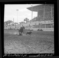 Warren Wuthier Calf Roping