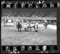 Billy Hale Steer Wrestling