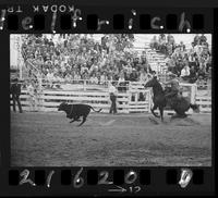 Wally Overfelt Calf Roping