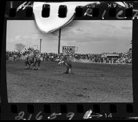 Bud Farris Calf Roping