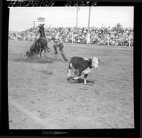 Mike Quick Calf Roping