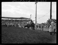 Moe Sager Calf Roping