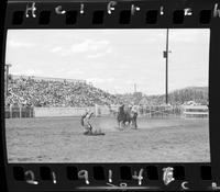Billy Hamilton Calf Roping