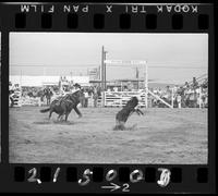 Claude Mayfield Calf Roping