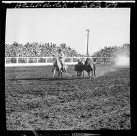 Bob May Steer Wrestling