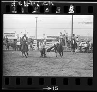 Homewr Pettigrew Steer Wrestling