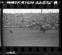 Don McLaughlin Calf Roping