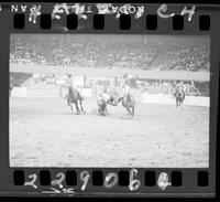 Bob Perkins Steer Wrestling