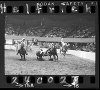 Tom Nesmith Steer Wrestling