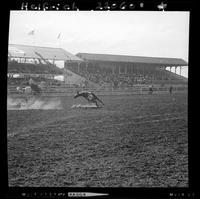 Bill Teague Steer Roping