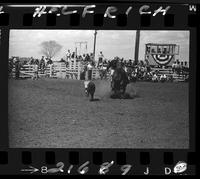 Bob Wiley Calf Roping