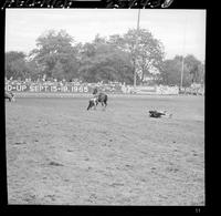 Joe Snively Steer Roping  "Pull"