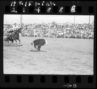 Harold Todd Calf Rope