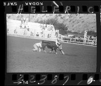 Wild Cow Milking - Jerry Anderson