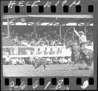 Dean Oliver Calf Roping