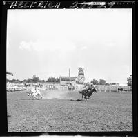 A.C. Gruell Steer Roping