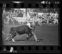 Wild Cow Milking - Jerry Anderson