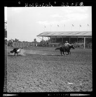 Howard Haythorn Steer  Roping