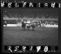 Nathan Haley Steer Wrestling