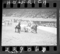 Harley May Steer Wrestling