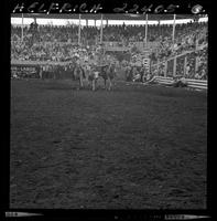 Mac Griffith Steer Wrestling