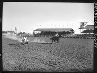 Bill Taegue Steer Roping