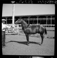 '59 or before, "Paco Ra Dell", Howard Pitzer, Ericson