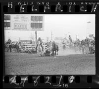 Wayne Wakley Steer Wrestling