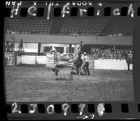 Olin Young Calf Roping