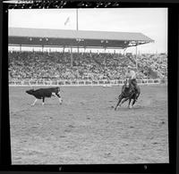 Kelly Corbin Steer Roping