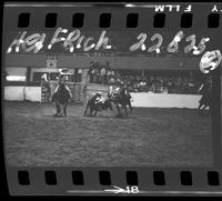 Tom Nesmith Steer Wrestling