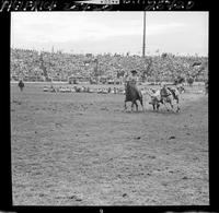 Bill Fedderson Steer Wrestling