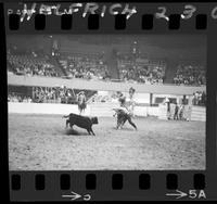 Harry Charters Calf Roping