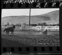 Lee Farris Calf Roping