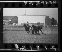 Biff Davis Steer Wrestling