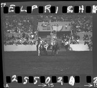 C.T. Jones Steer Wrestling