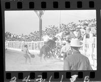 Wild Horse Race