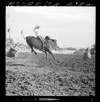 Frank Davis on 53 Stubby