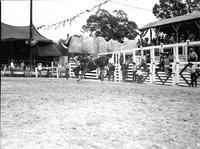 [Unidentified Cowboy being thrown over head of bronc]