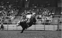 Joe Leonard on Bull #44