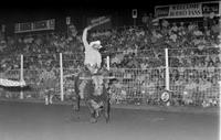 Darrel Hoss on Bull #G35, 73 pts.