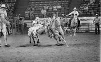 Barry Littell Steer wrestling