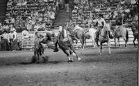 Robt. Snider Steer wrestling