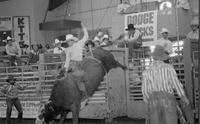 Mike Quesenberry on Bull #W2