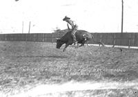 Whitker Riding Wild Steer Arcadia Rodeo