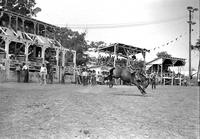 [Unidentified Cowboy riding rear kicking Saddle Bronc with Chutes 4 through 8 to left]