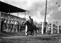 [Hatless unidentified cowboy galloping past grandstand having been introduced to the spectators]