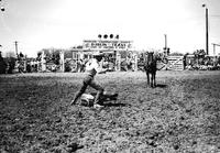 [Unidentified calf roper at World's Championship Rodeo]